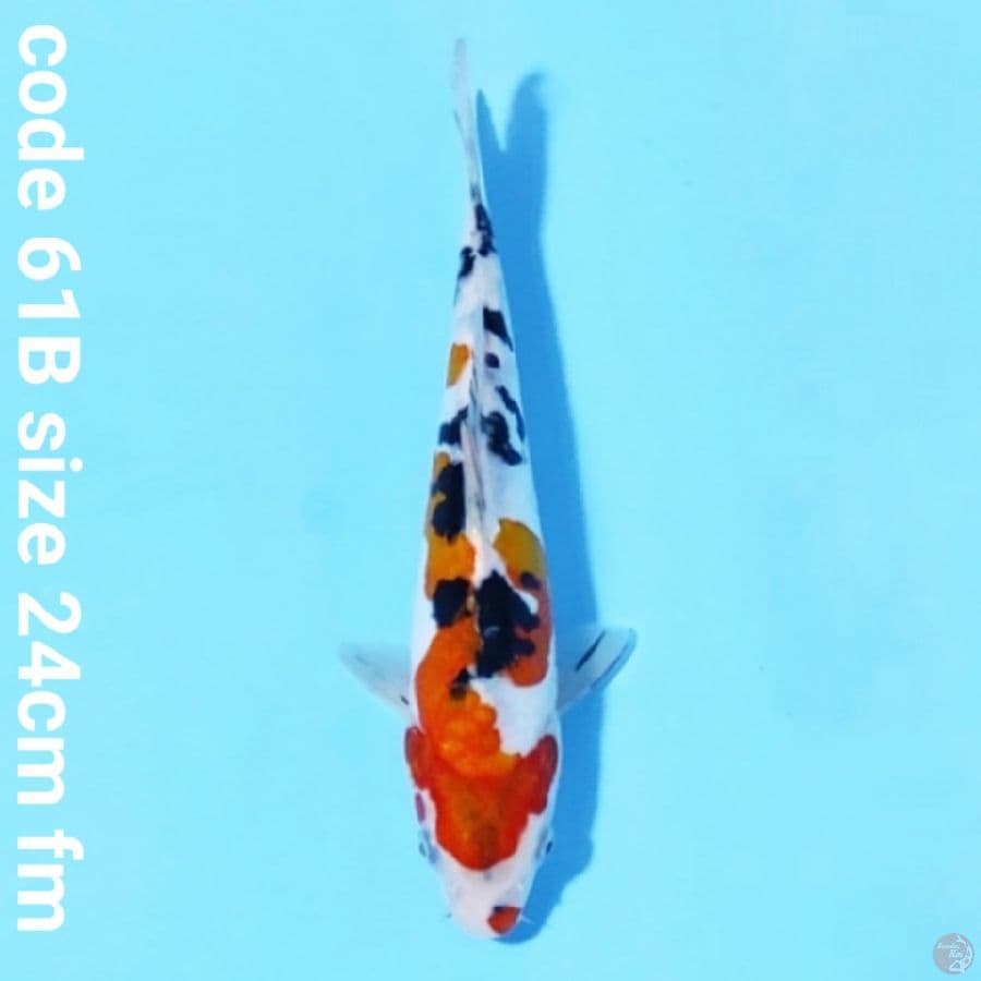 doitsu murni