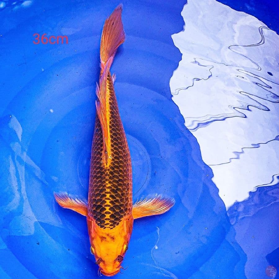 kumpay aka matsuba 36cm