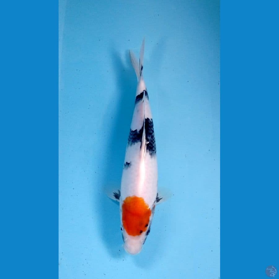 showa28cm