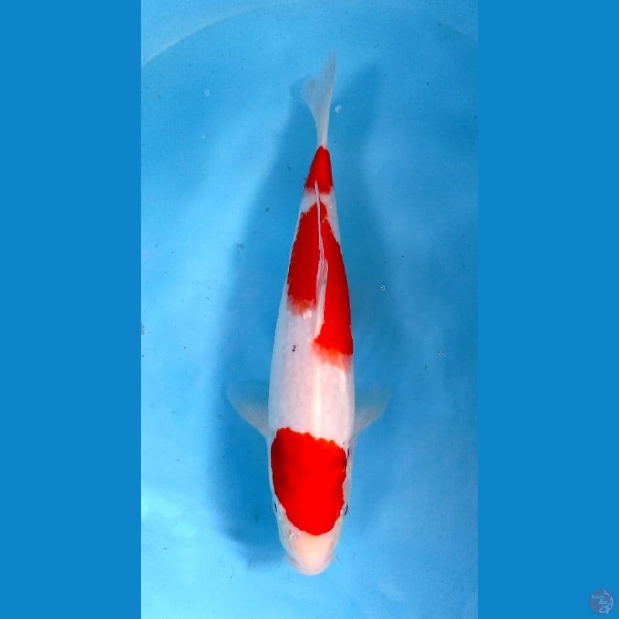 kohaku 29cm