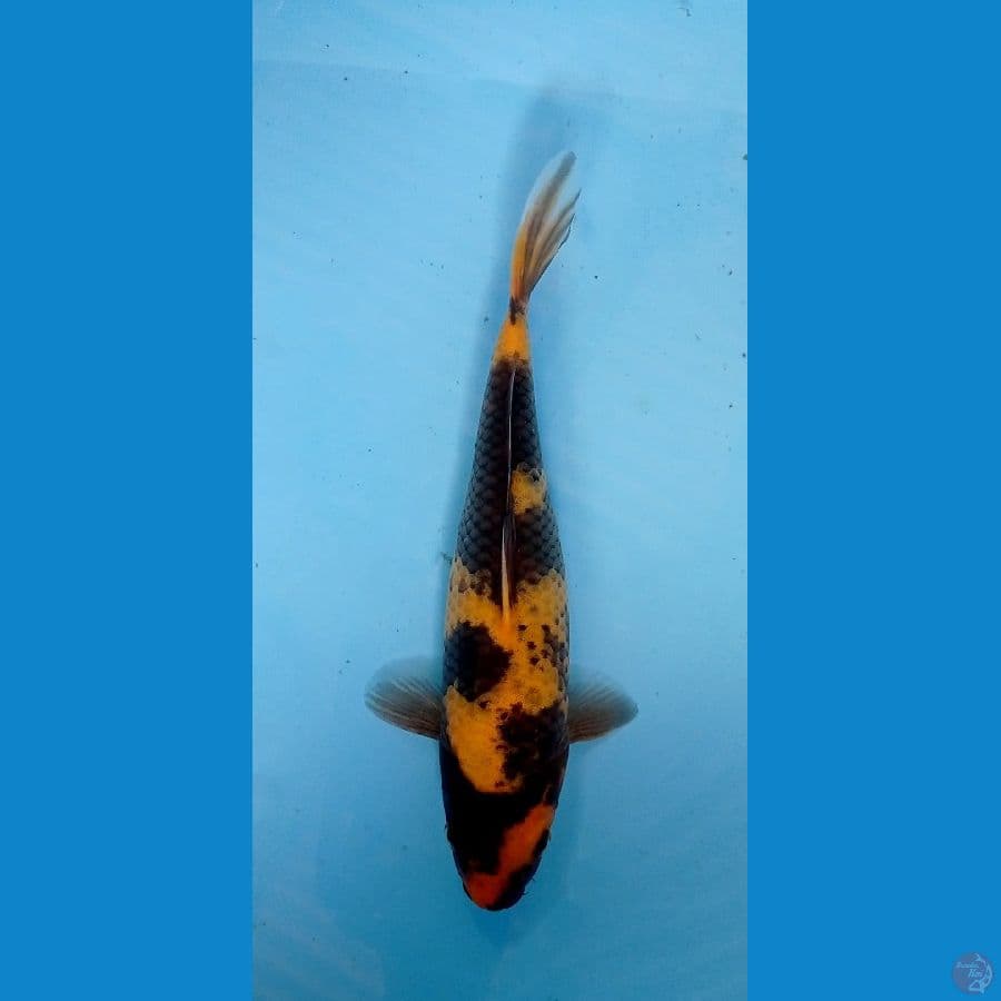 hi utsuri 23cm