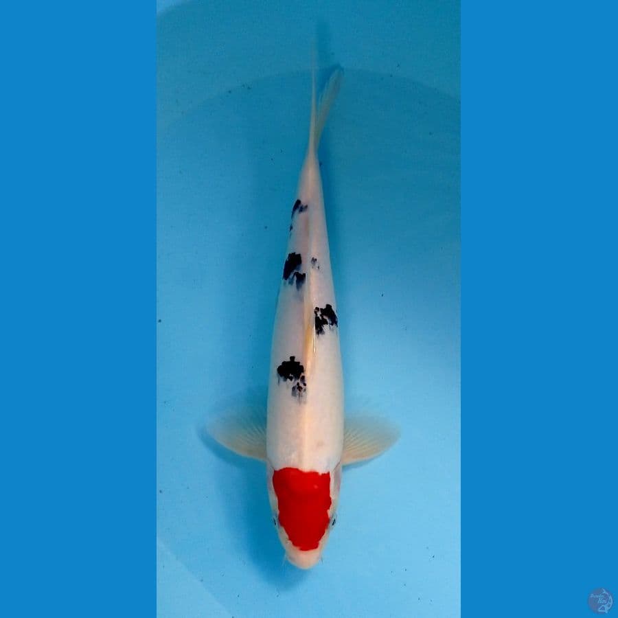 tancho sanke 31cm