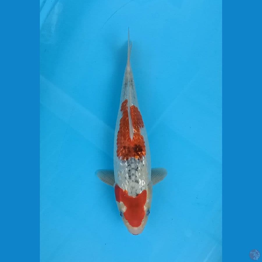 Goshiki Ginrin Strong - 36cm Male