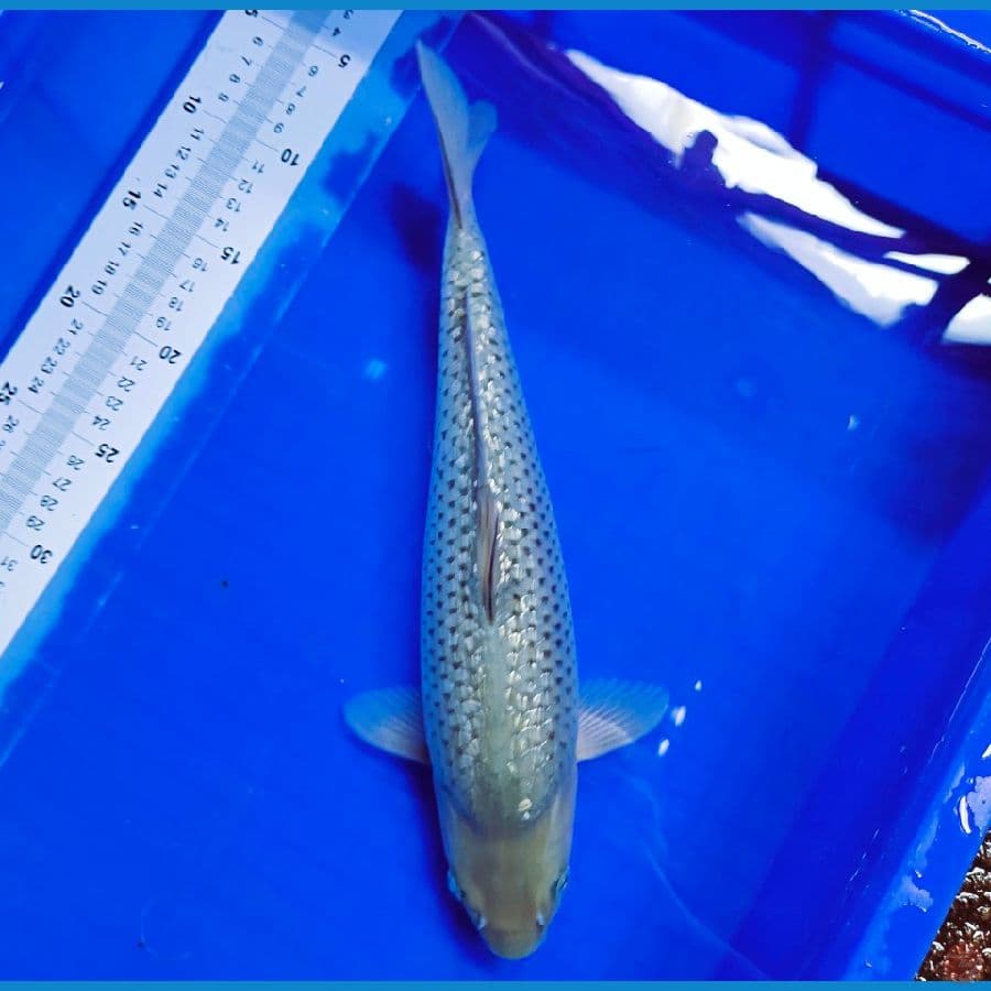 suragoi gindrin 35cm