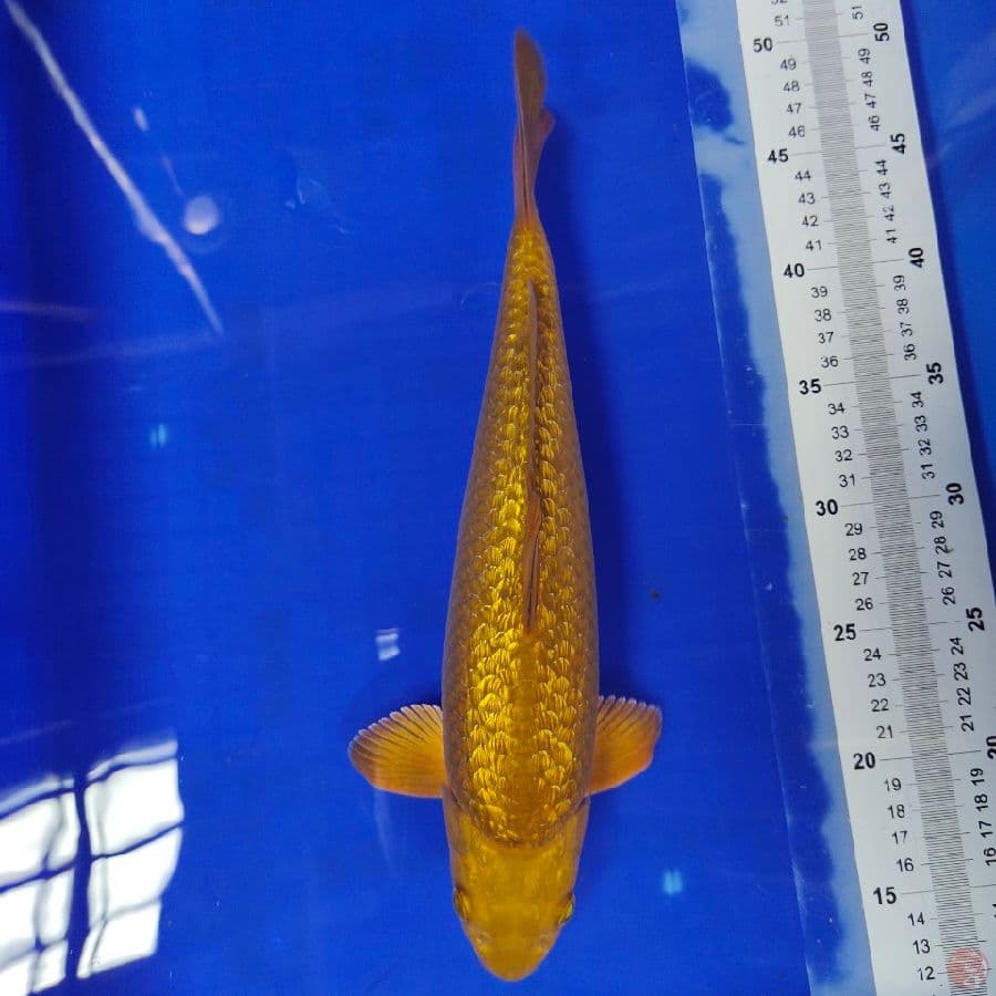 midori gindrin male 35cm