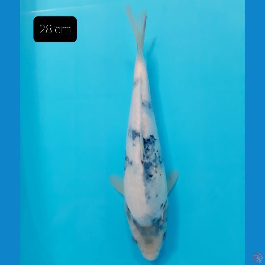 bahan 28 cm