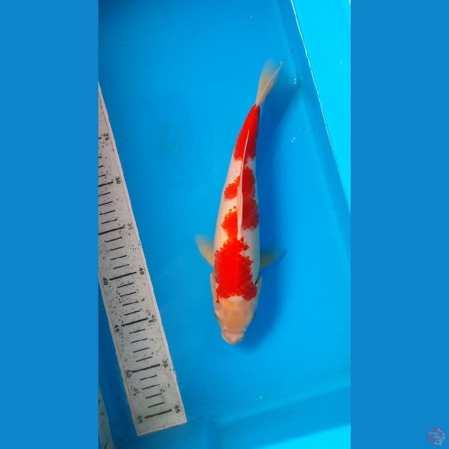 kohaku 29cm