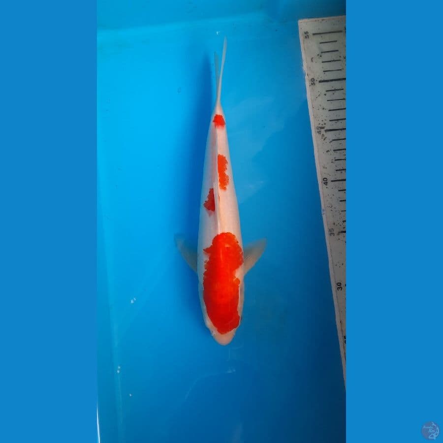 kohaku 27cm