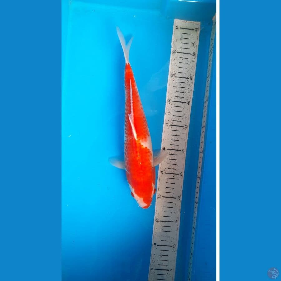 kohaku 34cm