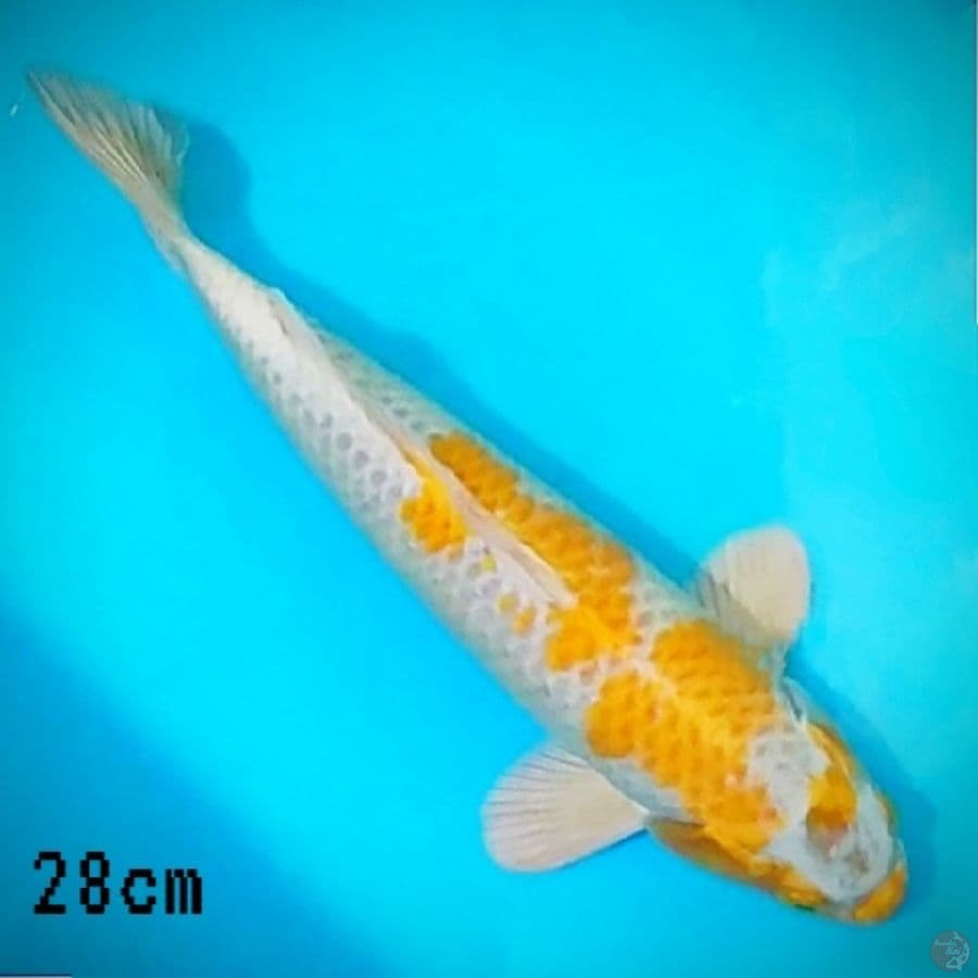 Hariwake