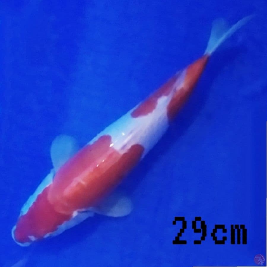 kohaku doit murni