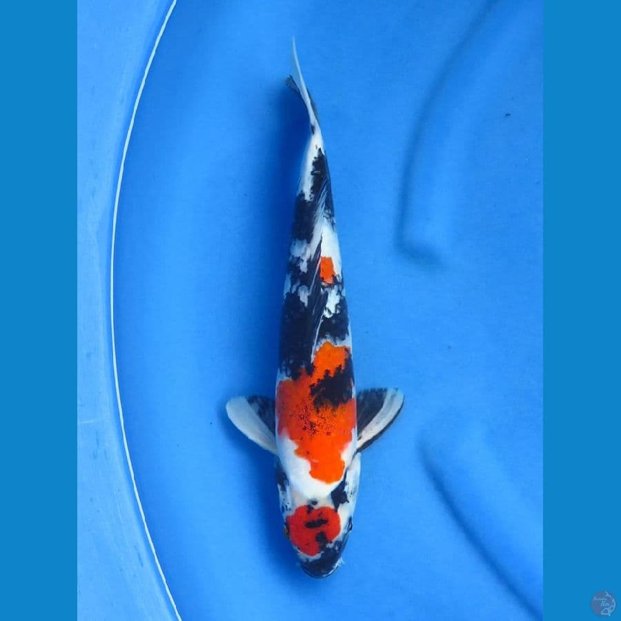 Koromo showa 34cm Tosai