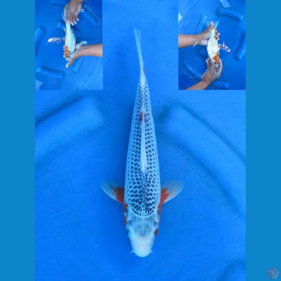 Asagi 26cm male Tosai