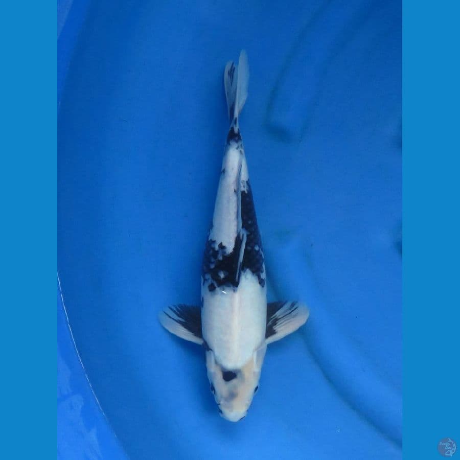 Siro Sq 38cm male Tosai