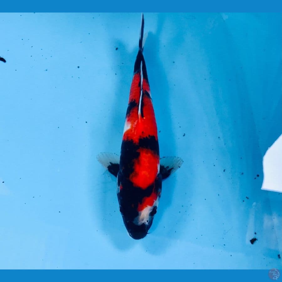 showa, 22 cm