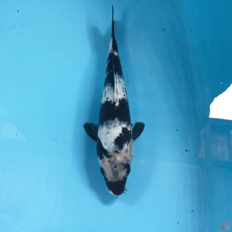 shiro, 27 cm