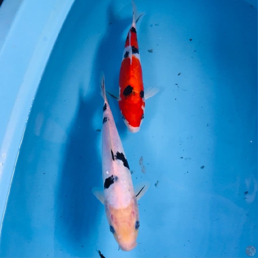 sanke doit, 25cm