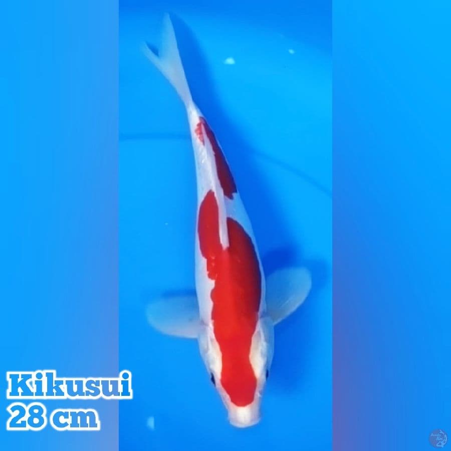 Kikushui 28 cm