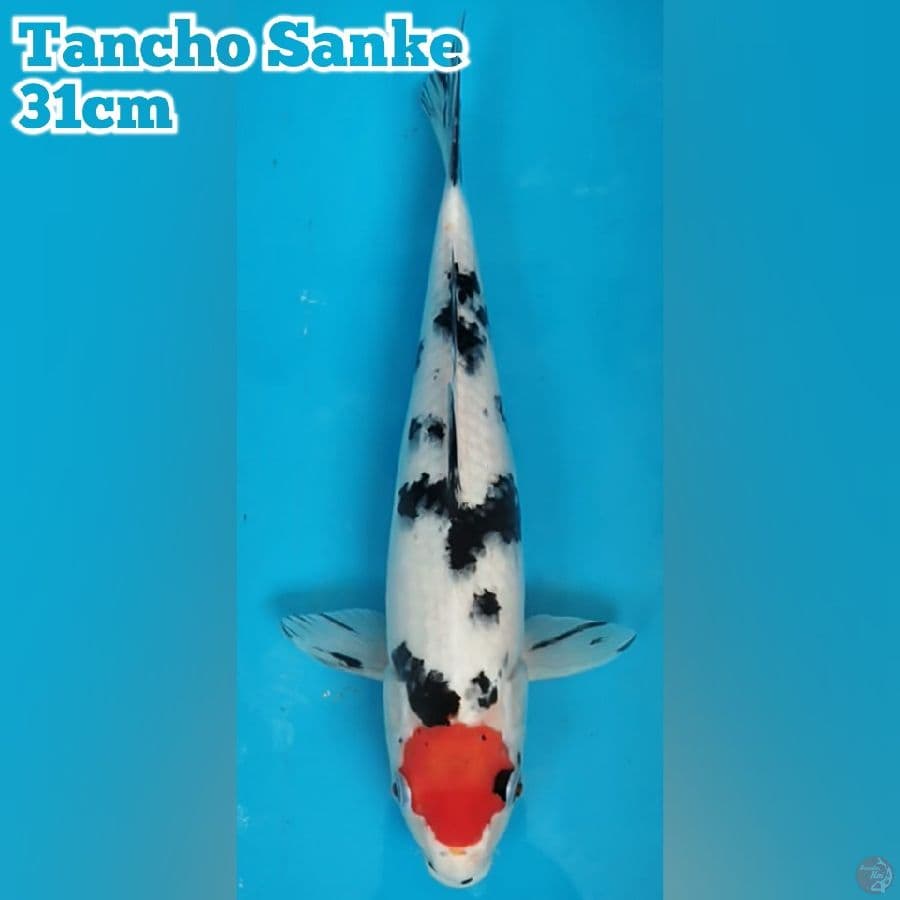 Tancho Sanke 31cm