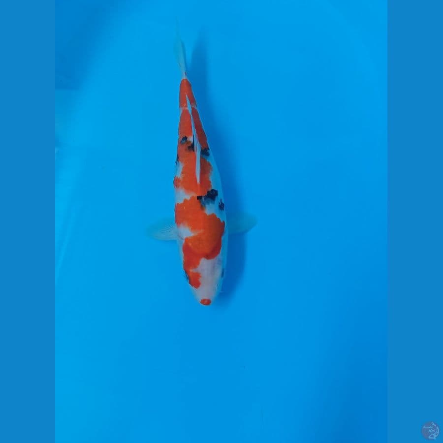sanke 28 cm