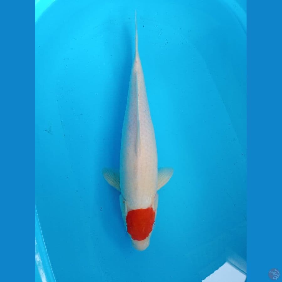 tancho kohaku 46 cm