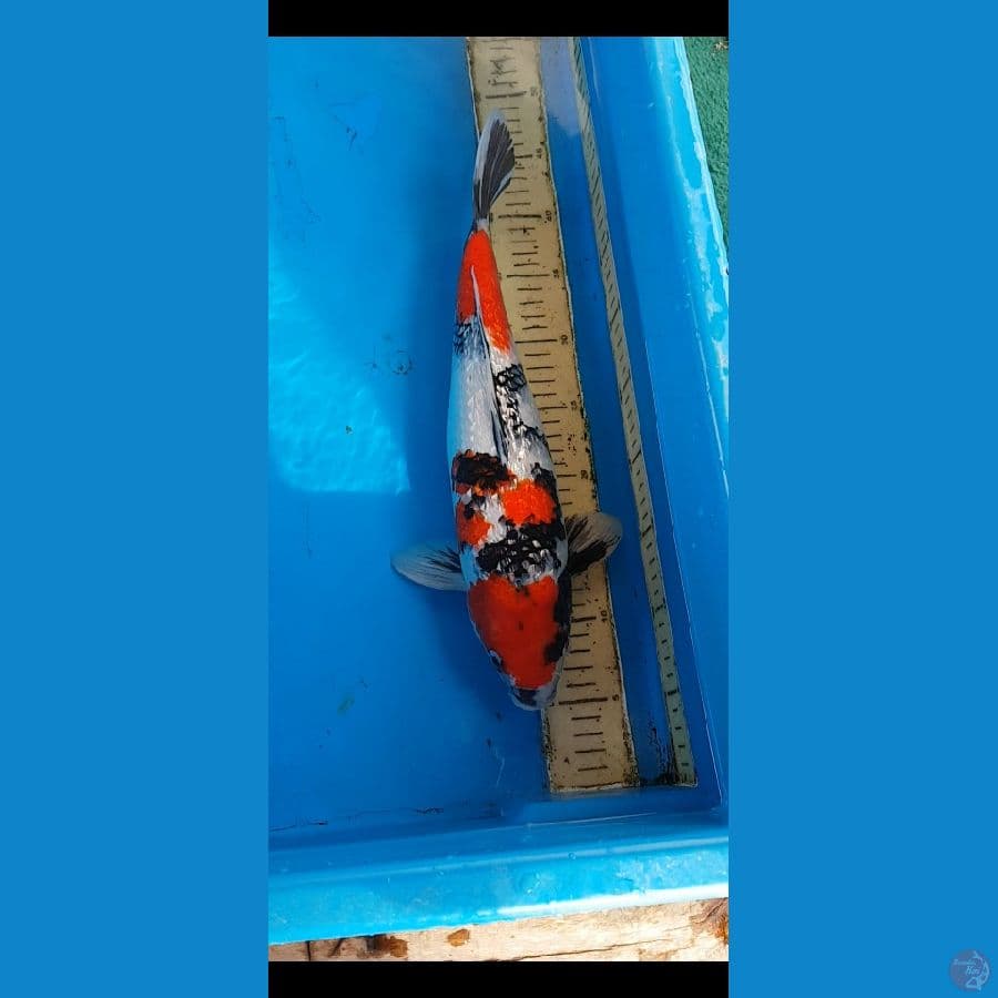 showa ginrin.... 40cm.....jantan