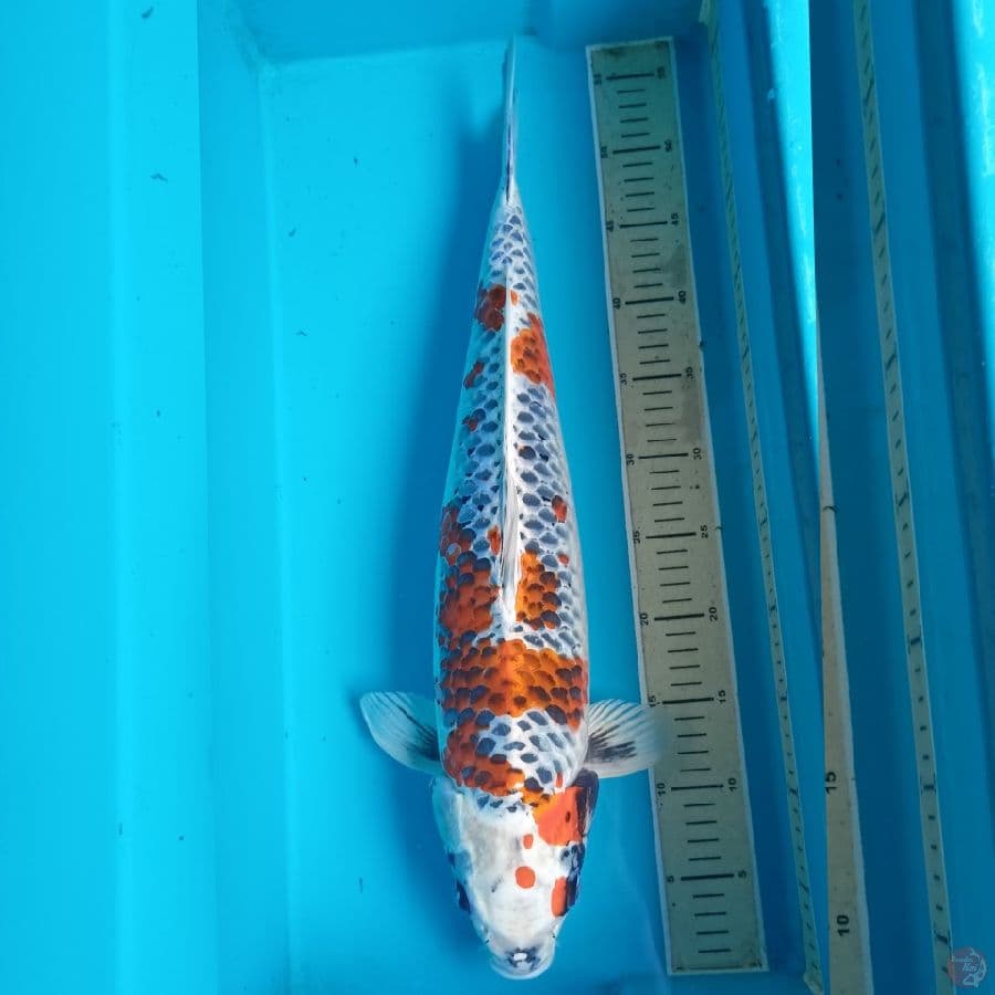 Kawarimono 53up Male