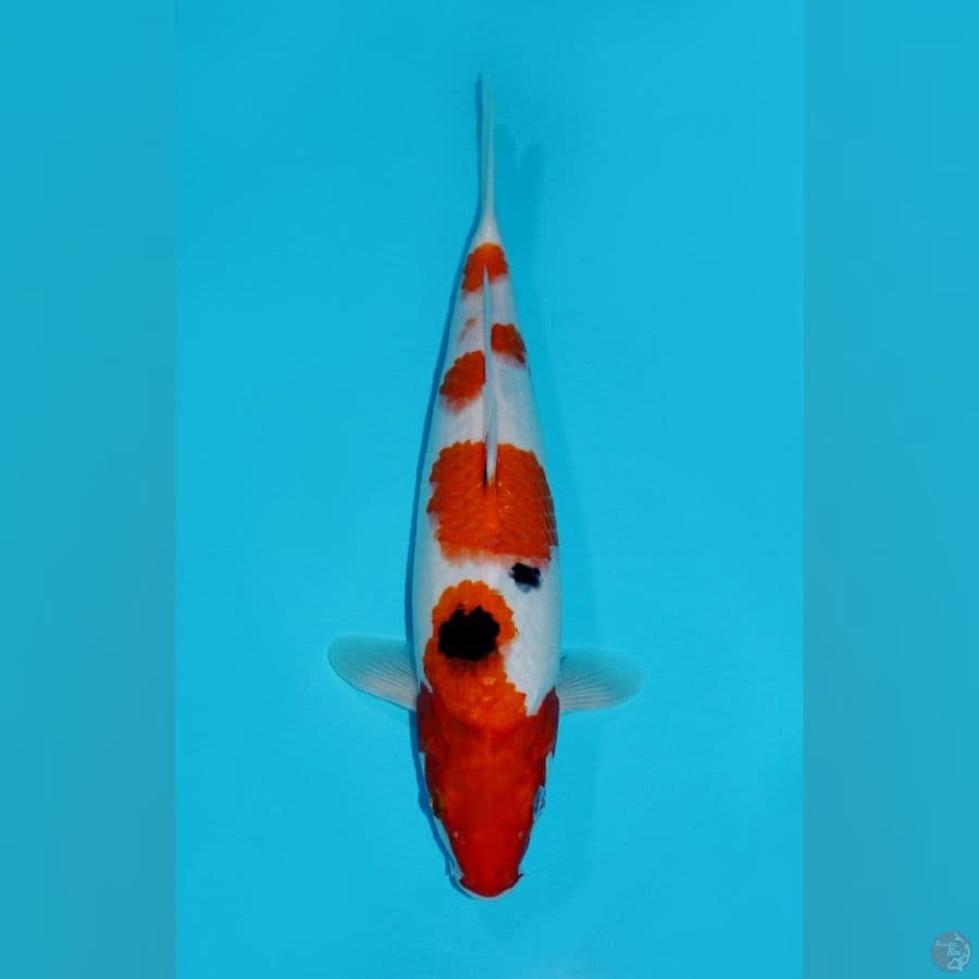 GODAN SANKE, 35 CM
