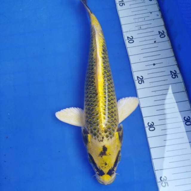 Kin matsuba