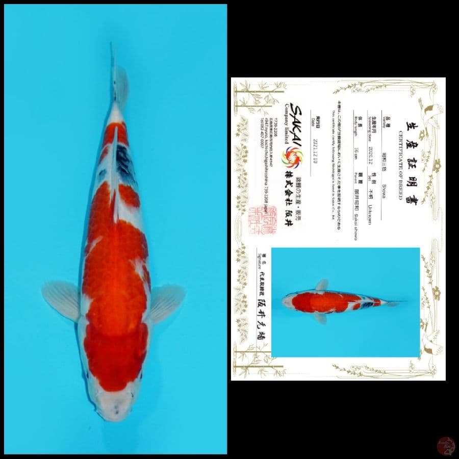MDSW09 ~ SHOWA IMPORT SAKAI, 37CM