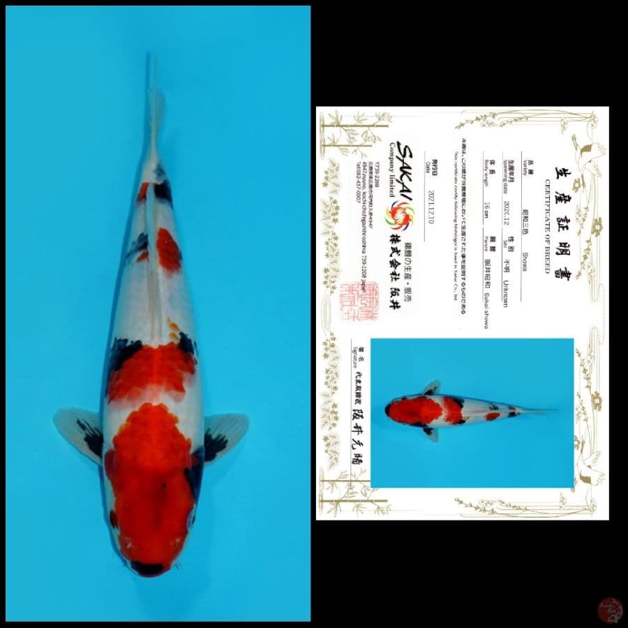 MDSW10 ~ SHOWA IMPORT SAKAI, 37CM