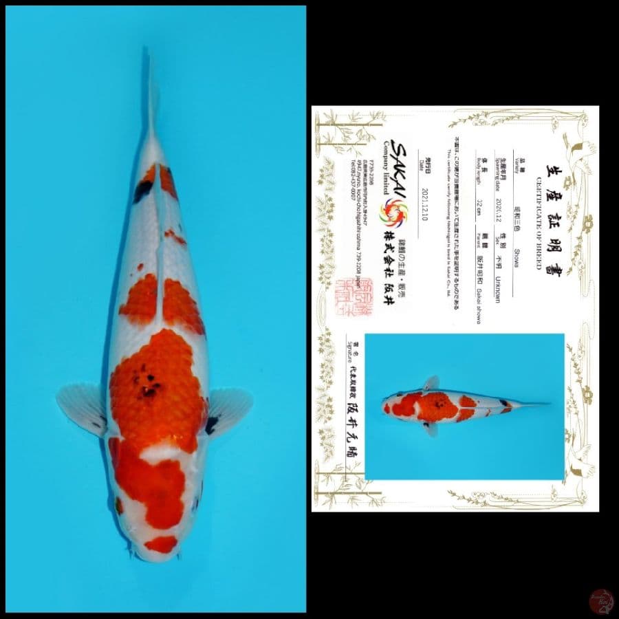 MDSW11 ~ SHOWA IMPORT SAKAI, 34CM