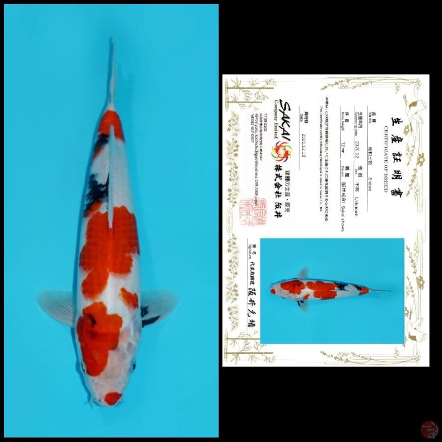MDSW12 ~ SHOWA IMPORT SAKAI, 33CM