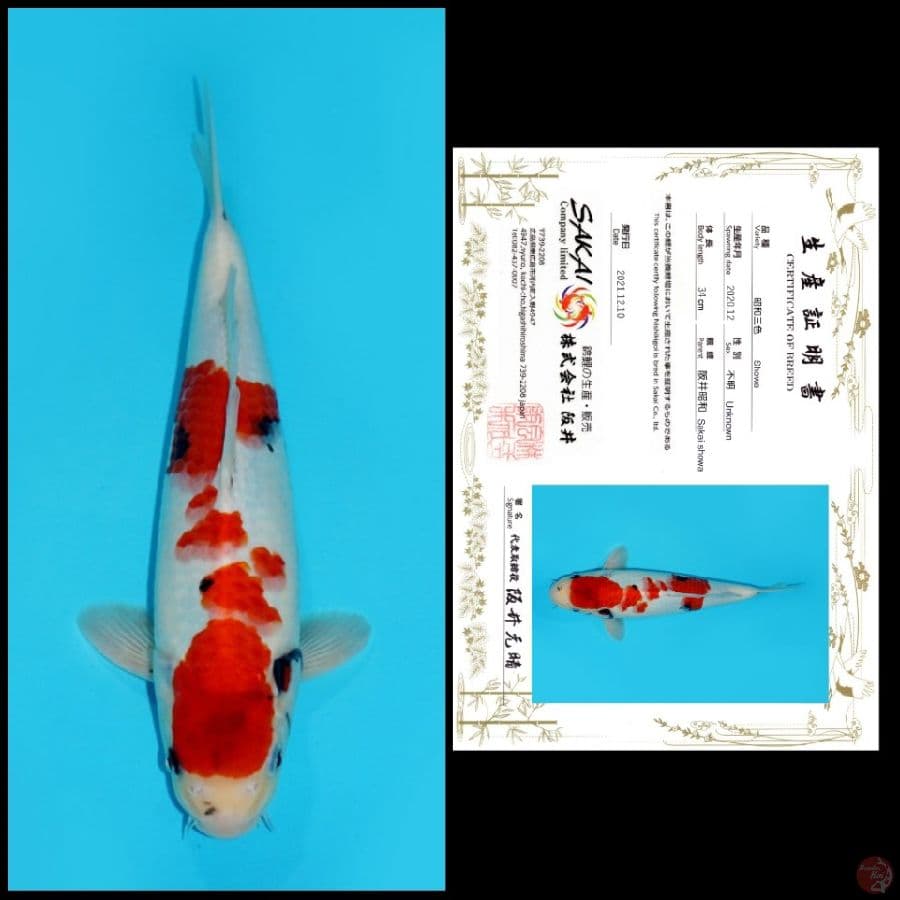 MDSW13 ~ SHOWA IMPORT SAKAI, 34CM