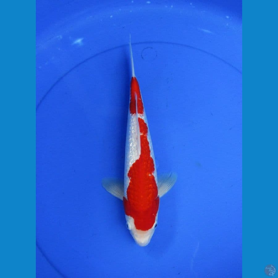 kohaku gindrin ±30cm
