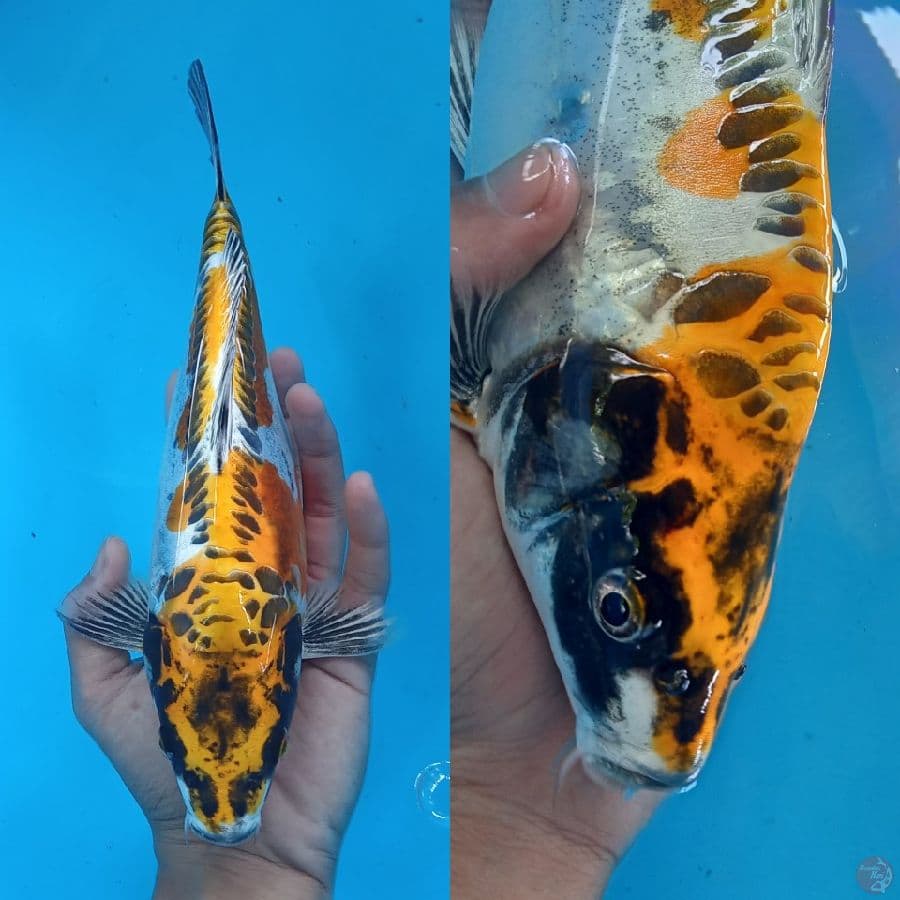 YELLOW KIKO BERPUNUK