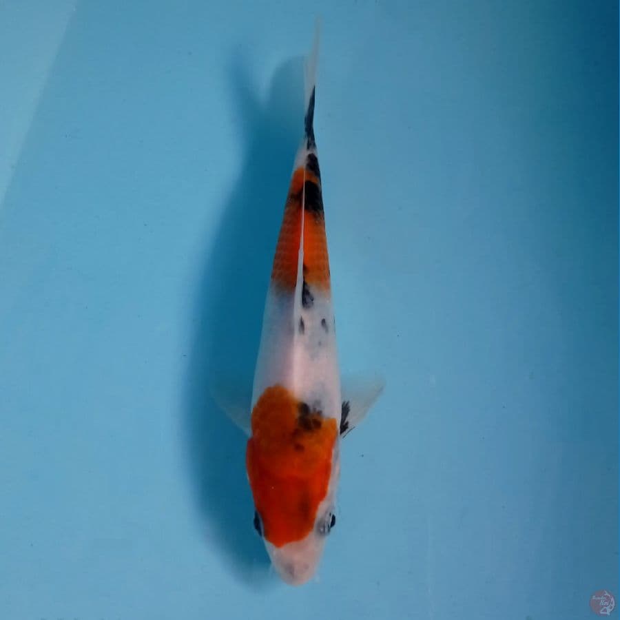 showa, 19 cm