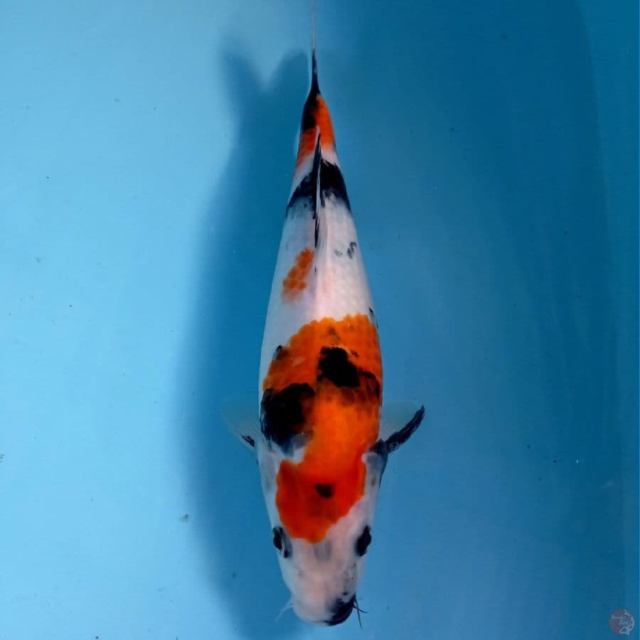 showa, 27 cm