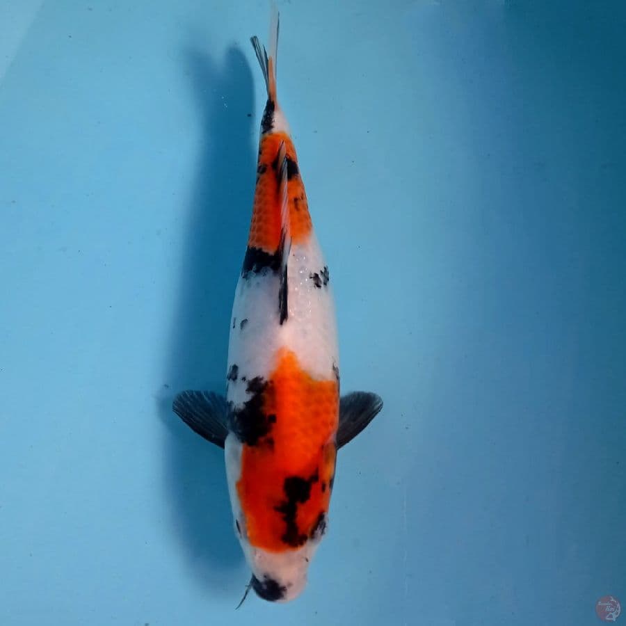 showa, 21 cm