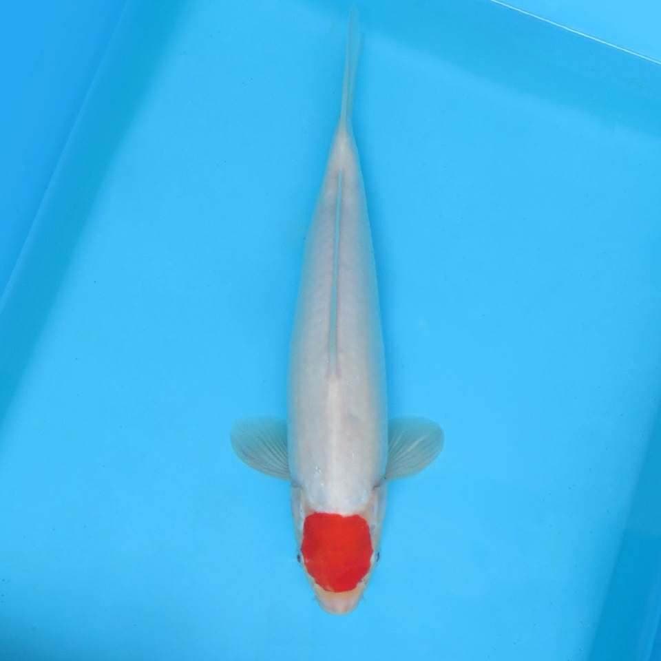 V. DAMARKOI - ( TANCHO KOHAKU )