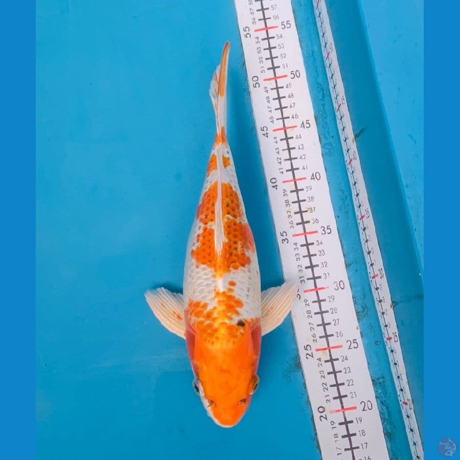 PotBelly Kujaku 30Cm Jantan