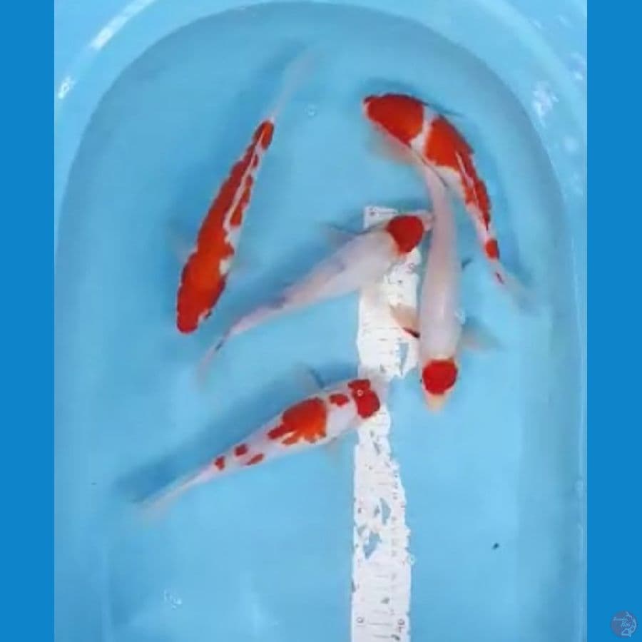 kohaku + tanco 25cm