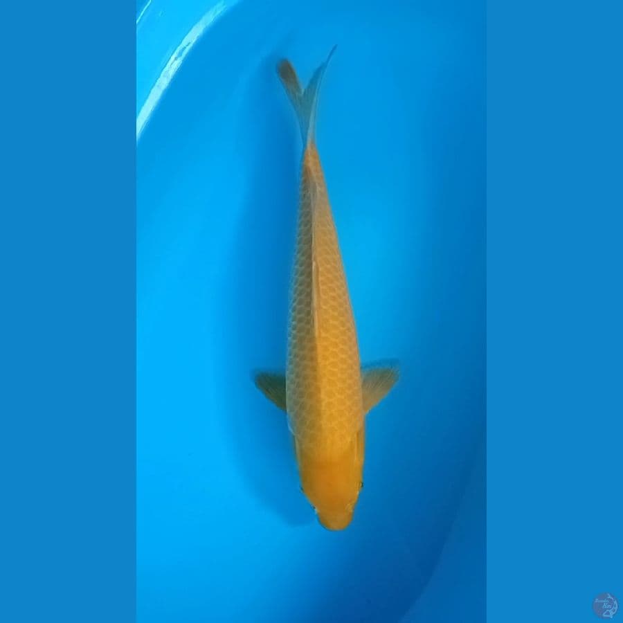 Karasi lemon.. 46cm. female