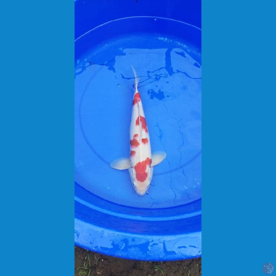 kohaku f6 39cm jantan