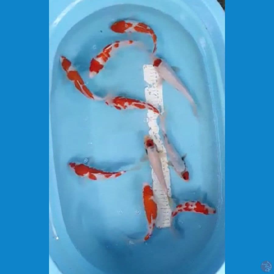 kohaku dan tanco shoa tategoi 20_23cm