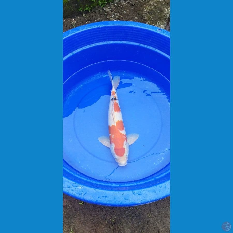 sanke f7 big mom 50cm betina