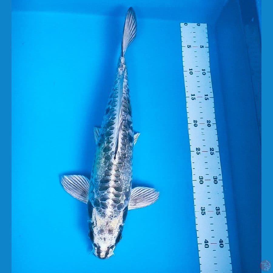 silver kiko 41cm male