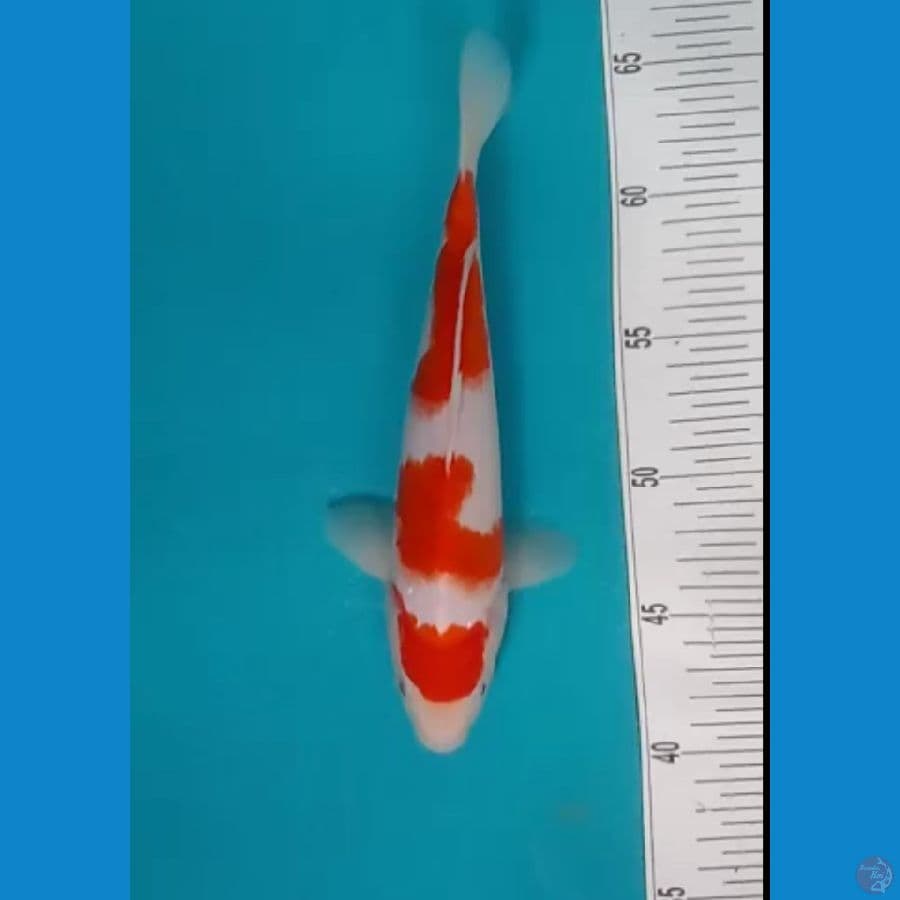 kohaku sandan