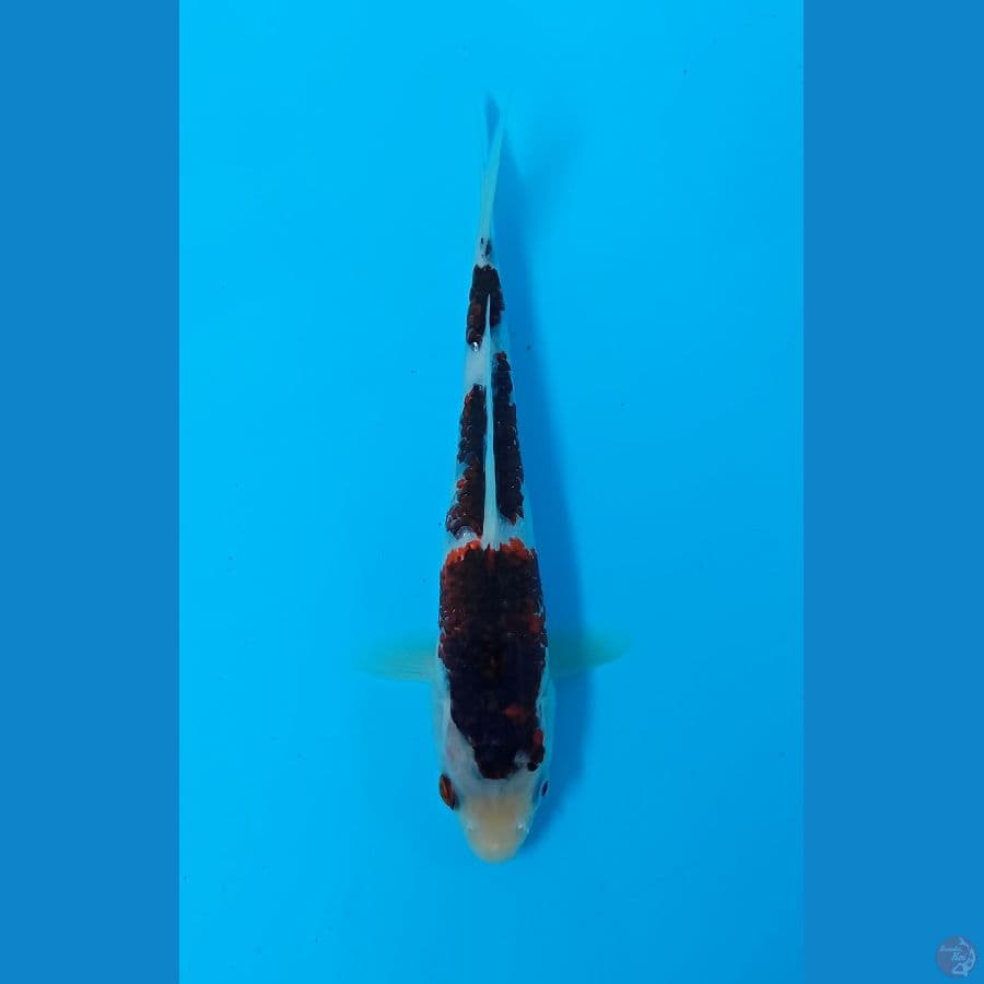 budo goromo 24cm