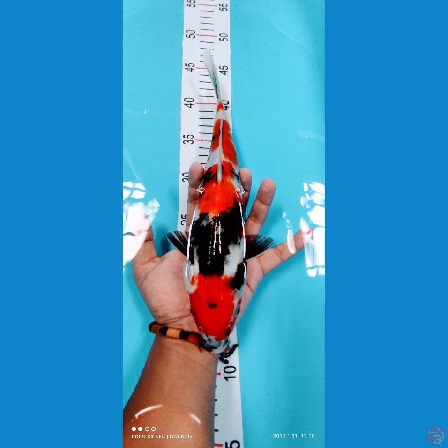showa 30 cm